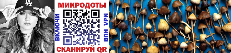 где купить наркотик  Шумерля  Галлюциногенные грибы Psilocybe 